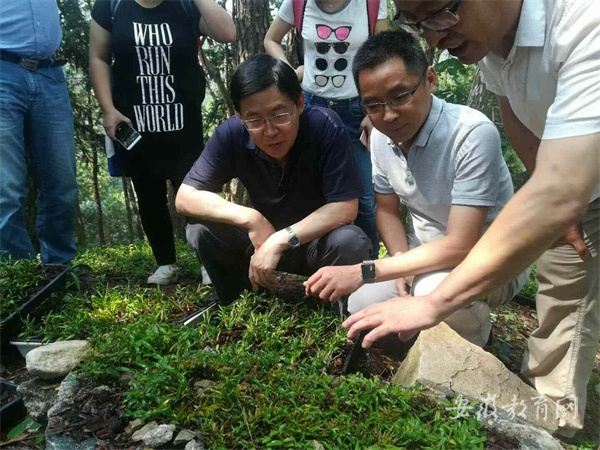 中国农科院专家来安徽省石斛产业基地考察 中国农科院专家来安徽省石斛产业基地考察