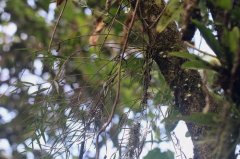 <b>瑙蒙石斛：科考发现缅北一兰花新物种</b>
