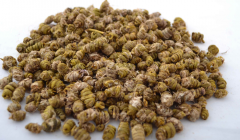 吃铁皮石斛能治好这么多种病！赶紧收藏