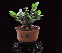 <b>最全石斛种植技巧 教你种出漂亮的石斛盆景</b>