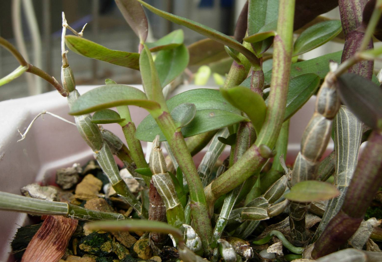 铁皮石斛茎段繁殖方法