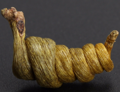 <b>霍山米斛价格,霍山米斛多少钱一克？</b>