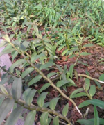 <b>铁皮石斛仿野生种植的前期准备</b>