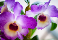 <b>金钗石斛盆栽种植技术与日常养护</b>