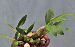 <b>家里种植的铁皮石斛要不要施肥呢?要施什么肥料</b>