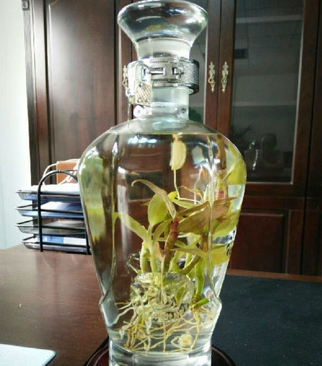 石斛可以单独泡酒吗,有什么功效 石斛可以单独泡酒吗,有什么功效