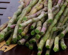 <b>紫皮枫斗的功效作用及食用方法</b>
