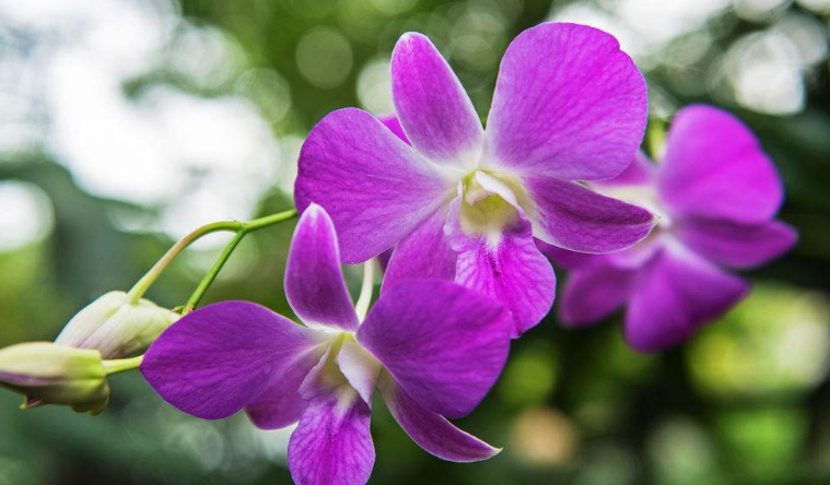 石斛兰怎么种植