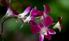 <b>石斛兰怎么种植</b>