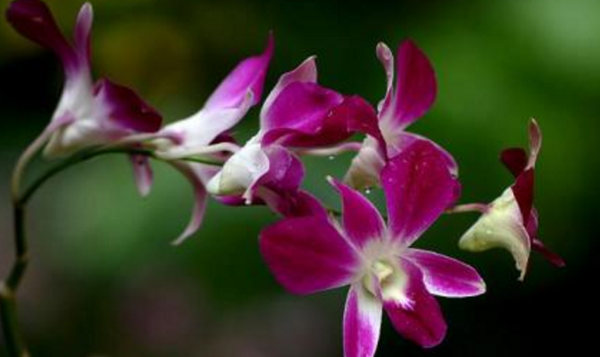 石斛兰怎么种植