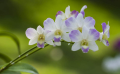 <b>秋石斛要怎么养才会多开花?</b>