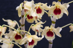 <b>短棒石斛能食用吗,短棒石斛的药用价值</b>