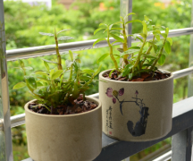 <b>盆栽铁皮石斛种植的五大要点</b>