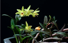 <b>盆栽的铁皮石斛能活多少年</b>