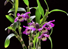 <b>鼓槌石斛盆栽家庭种植与日常管理</b>