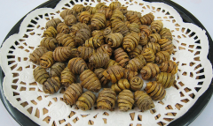 <b>什么人适合吃铁皮石斛呢？</b>