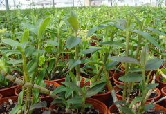<b>贴树种植铁皮石斛有哪些优点？</b>