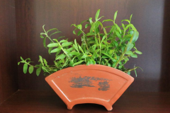 <b>铁皮石斛盆栽的种植要求</b>