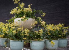 <b>铁皮石斛长高芽了怎么办？</b>