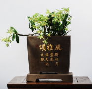 <b>铁皮石斛盆栽</b>