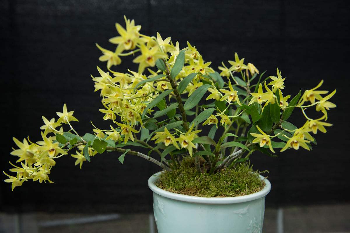 石斛在家怎样种植,阳台种植石斛的方法