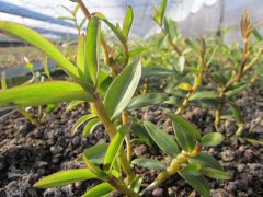 <b>新鲜铁皮石斛怎么吃最好</b>