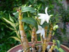 <b>石斛泡酒你知道吗？</b>