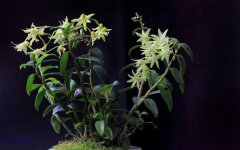 <b>铁皮石斛种植需要哪些条件？</b>
