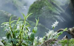 <b>石斛种植基地该怎么选呢？</b>