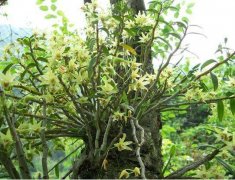 <b>铁皮石斛刚种植要怎么管理？</b>