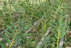 <b>仿野生铁皮石斛种植有哪些!</b>