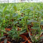 <b>石斛苗该如何去种植呢？</b>