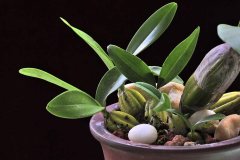 <b>铁皮石斛种植条件是哪些？</b>