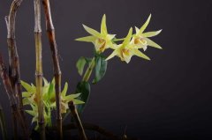 <b>什么时间段吃铁皮石斛效果好?</b>