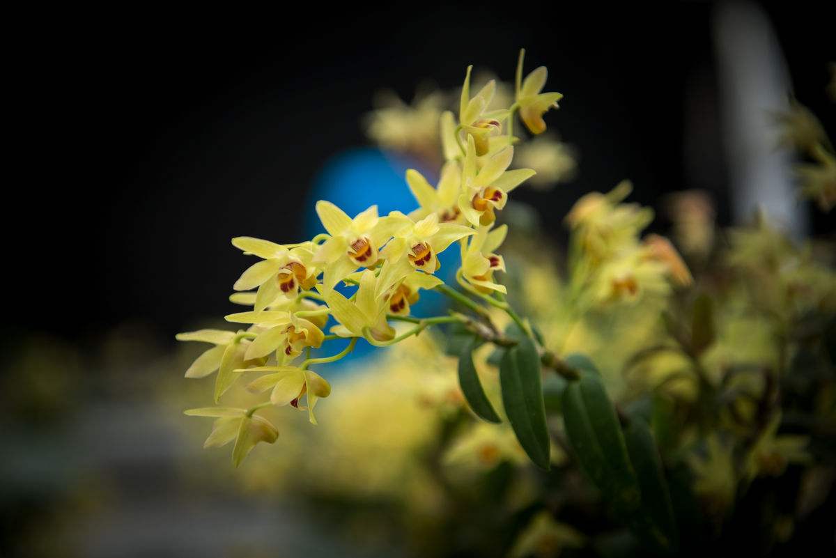 石斛花的花语是什么? 石斛花的花语是什么?