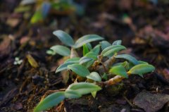 <b>铁皮石斛在什么时间段吃效果最好？</b>