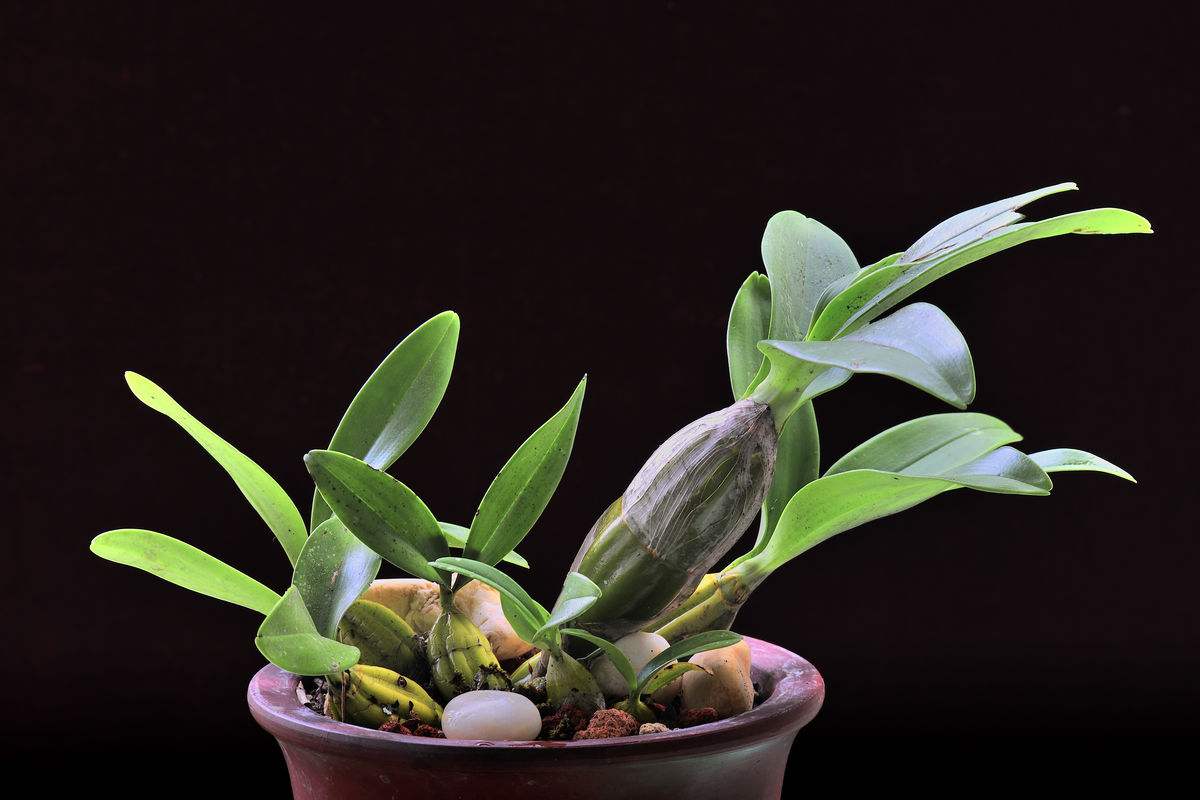 铁皮石斛泡酒的配方及制造做法