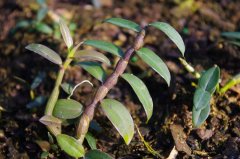 <b>铁皮石斛的根本辨别</b>