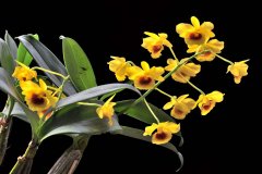 <b>鲜铁皮石斛一天吃多少量</b>