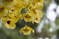 <b>铁皮石斛用什么肥料呢?</b>