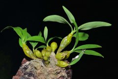 <b>肺部清道夫 铁皮石斛神奇功效</b>