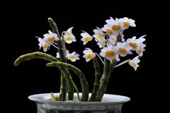 <b>铁皮石斛花怎么吃?石斛花的吃法</b>