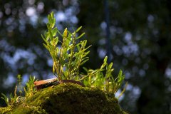 <b>肠胃不好可以吃石斛?</b>