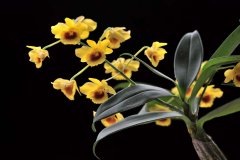 <b>铁皮石斛种植前期准备工作</b>