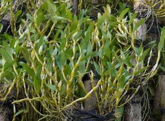 金钗石斛与铁皮石斛的区别?