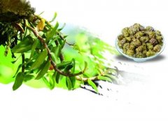 药店可以买到铁皮石斛吗?