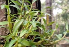 米斛和铁皮石斛区别是什么？