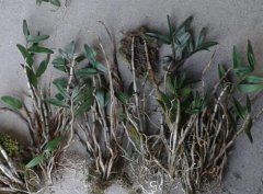 野生铁皮石斛价格贵不贵?