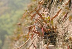 深山铁皮枫斗有哪些功效？