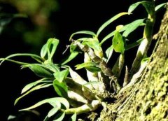 雁荡山铁皮石斛价格多少钱?雁荡山铁皮石斛价格表